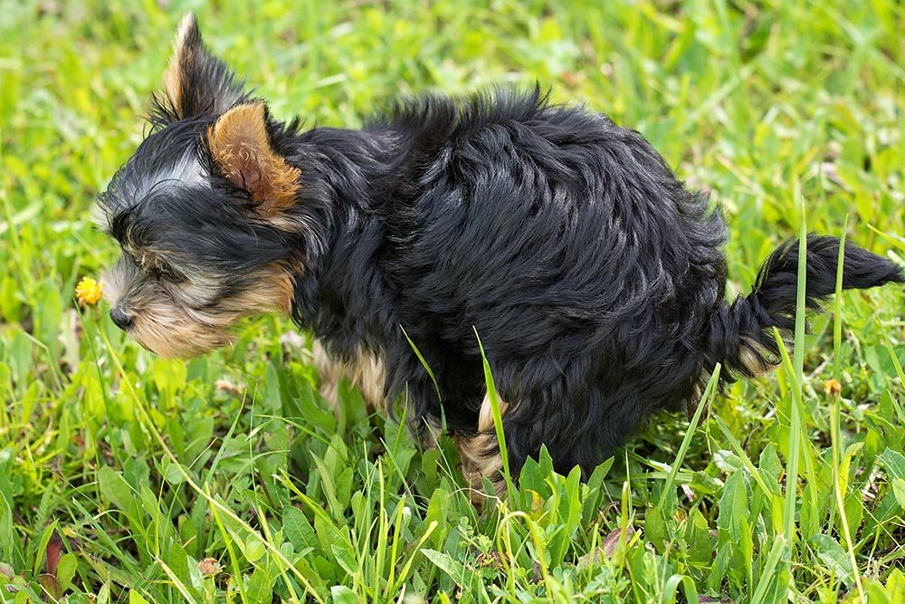 When to Worry About Your Dog’s Diarrhea