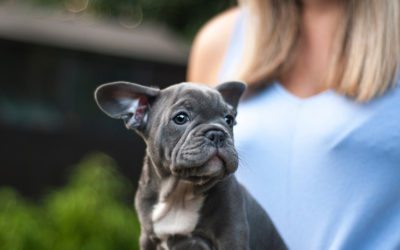 9 Top Pet Care Tips