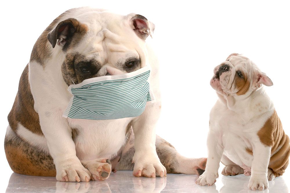 What To Do About Dog Coughing | Best Friends Dog Walkers