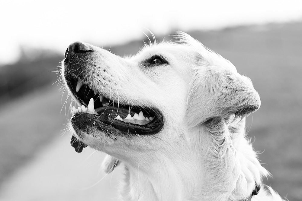 Keep Your Dog’s Teeth White
