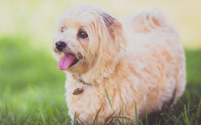 Benefits of Home Dog Boarding