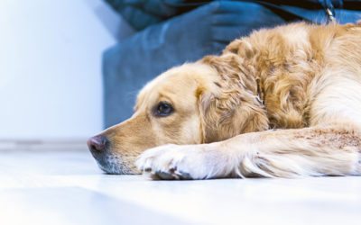 Is Dog Boarding Right for You?