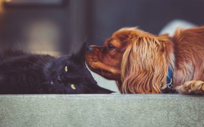 The Benefits of Using a Pet Sitter