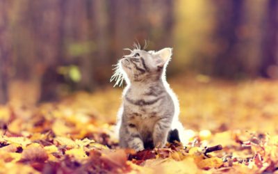 5 Fall Pet Safety Tips