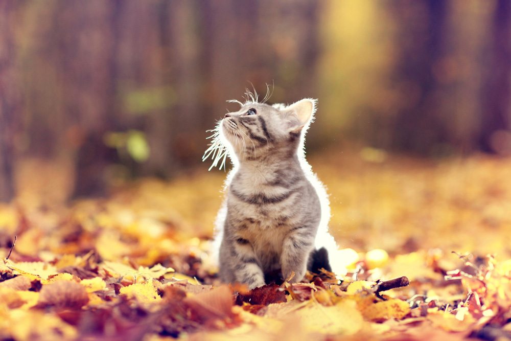 5 Fall Pet Safety Tips