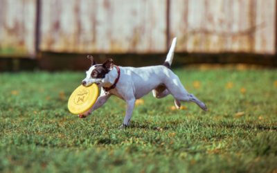 Nutrition and Exercise for Dogs