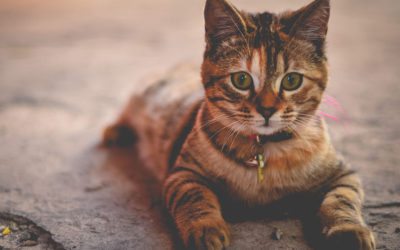 6 Things To Keep Away From Your Cat