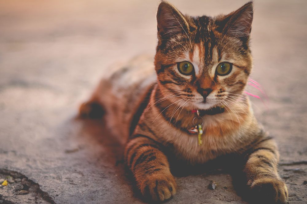 6 Things To Keep Away From Your Cat