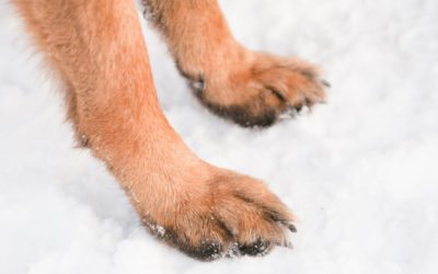 7 Tips for Dog Walking in the Snow