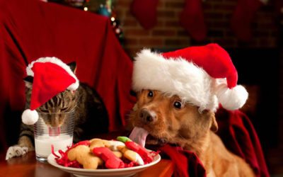 Holiday Pet Sitting Tips