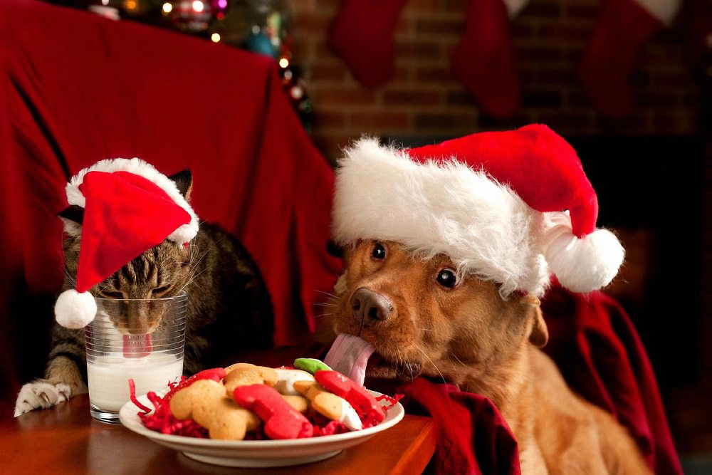 Holiday Pet Sitting Tips