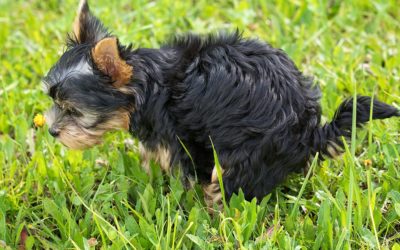When to Worry About Your Dog’s Diarrhea